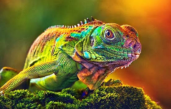 Camaleão Morde? Tem Veneno? É Perigoso Para Humanos?