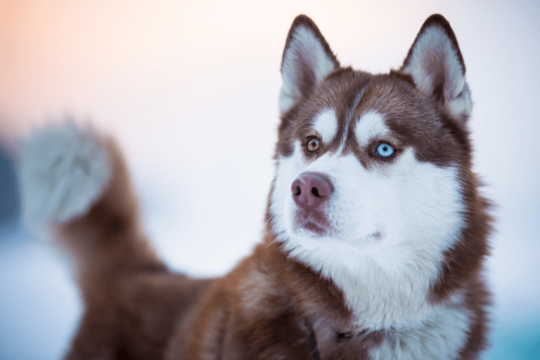 Comportamento do Husky Siberiano: Hábitos e Modo de Vida