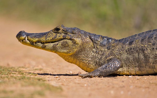 Comportamento do Jacaré, Hábitos e Modo de Vida do Animal