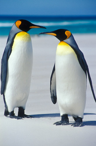 Lista de Tipos e Espécies de Pinguins com Nomes, Fotos e Curiosidades