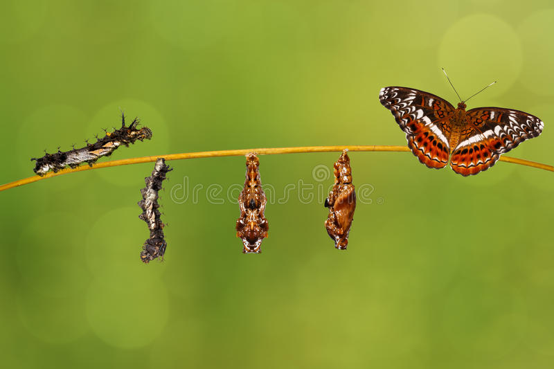 Como a Lagarta se Transforma em uma Borboleta?