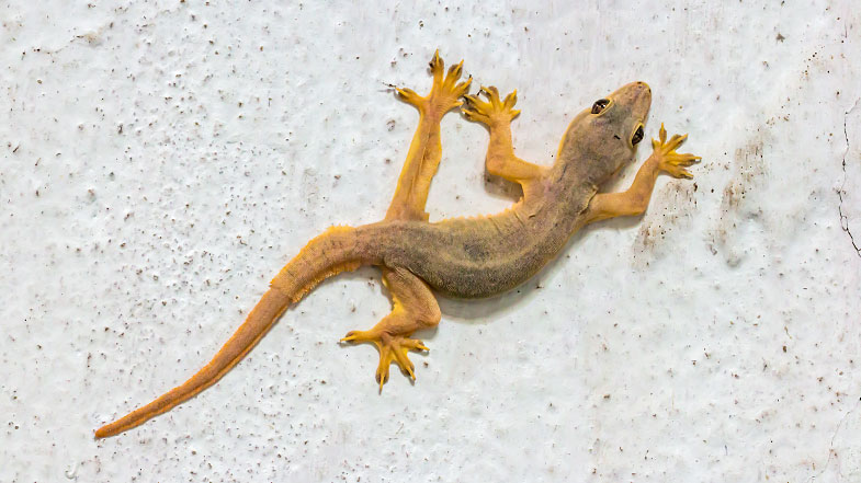 Historia da Lagartixa e Origem do Animal
