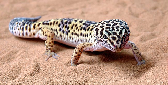 Qual é a Classificação da Lagartixa? Lagartixa é Réptil?