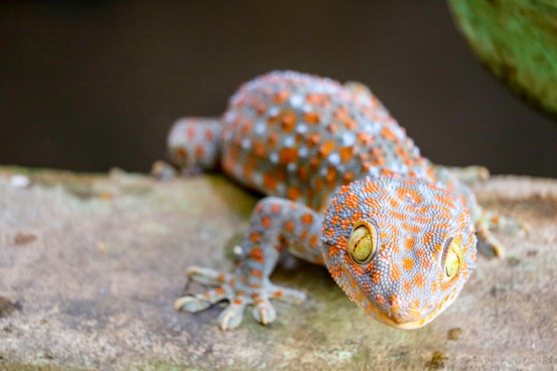 Lagartixa Tokay: Características, Nome Científico e Fotos