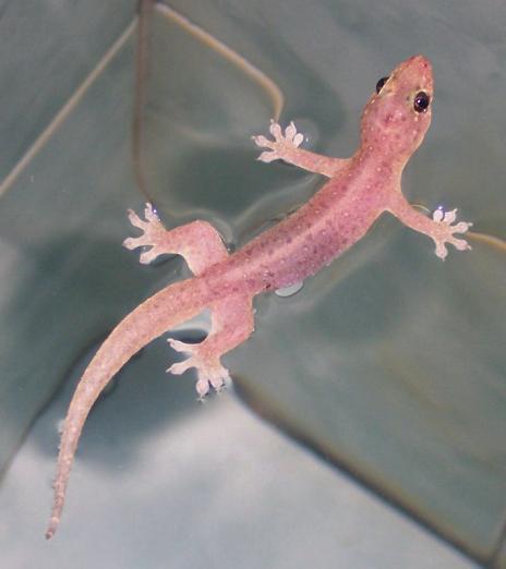 Lagartixa Turca: Curiosidades, Habitat, Nome Científico E Imagens