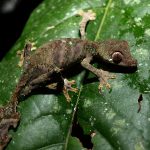 Lagartixa de Madagascar