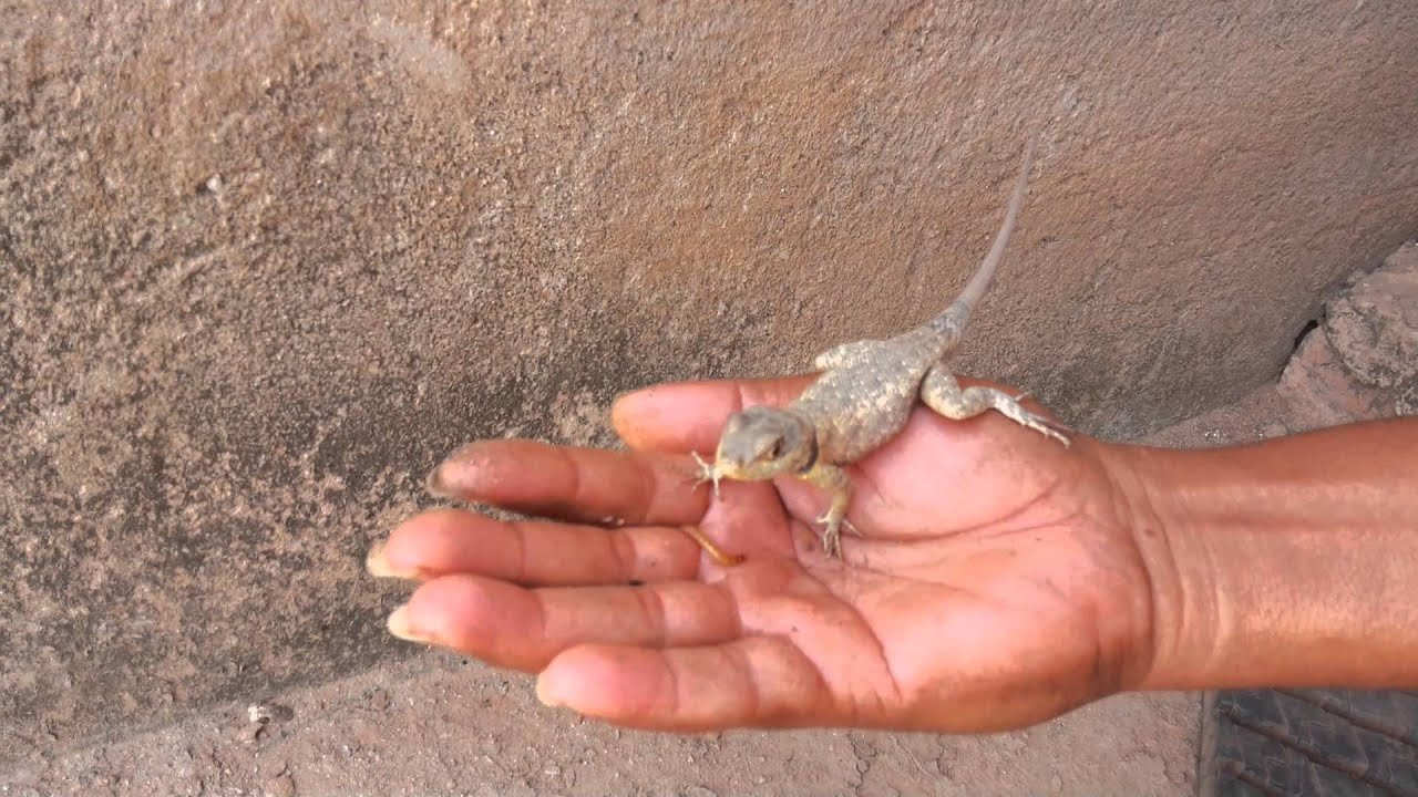 Lagartixa Morde o Dedo de Humanos? Qual Risco Ela Oferece?