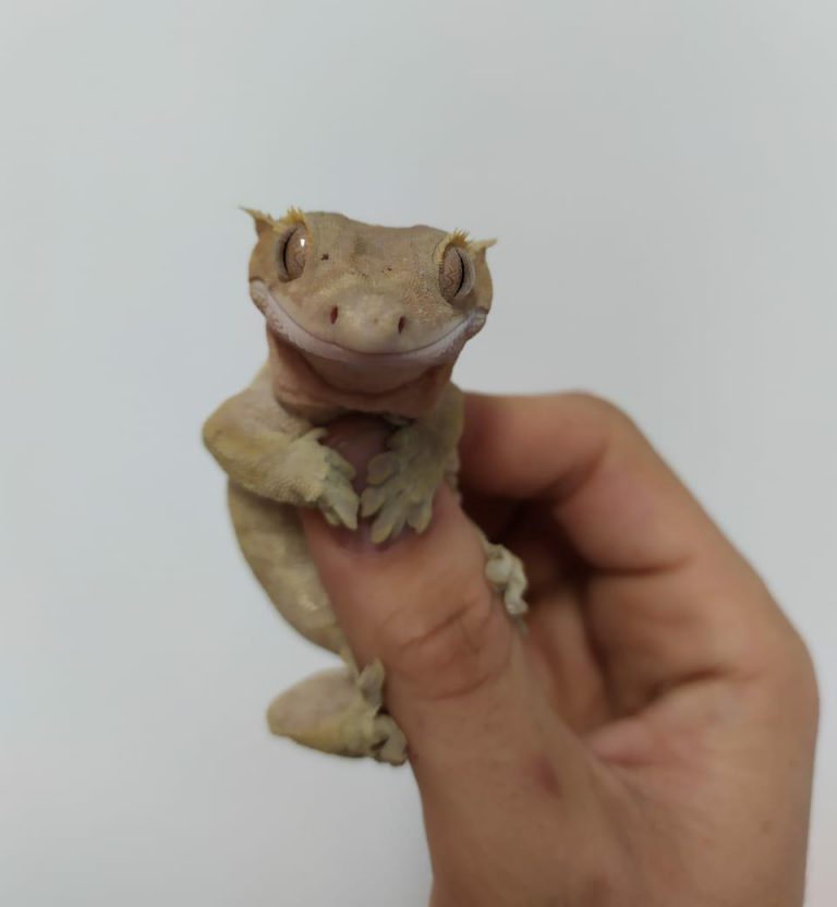 Lagartixa na Mão da Dona