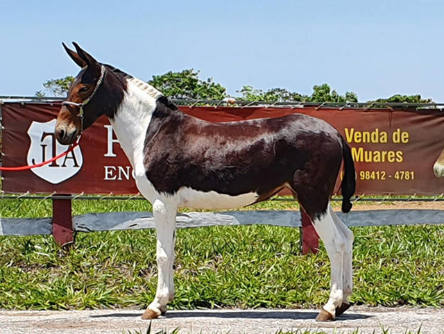 Leilão Virtual De Mulas: Qual O Endereço? Como Funciona?