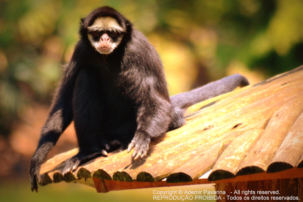 Macaco-Aranha-de-Cara-Branca: Características, Habitat e Fotos