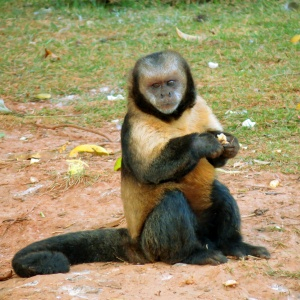 Por Que O Macaco Prego Está Em Extinção? Qual A Razão?