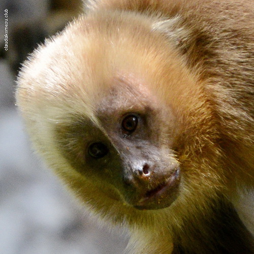 Macaco-Prego-Galego: Características, Nome Científico e Fotos