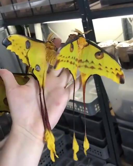 Borboleta Mariposa Cometa: Características, Habitat e Fotos