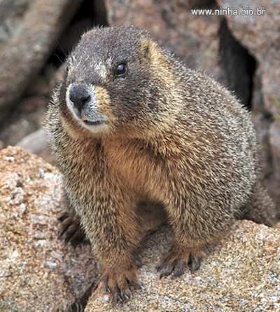 Historia da Marmota e Origem do Animal
