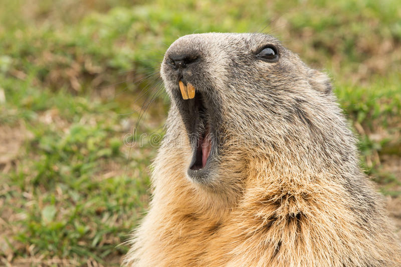 O Que Faz Uma Marmota? O Que é o Dia da Marmota?