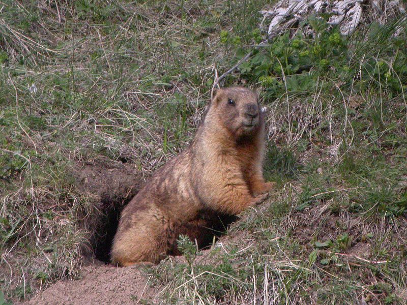 Marmota Broweri: Características, Nome Científico e Fotos