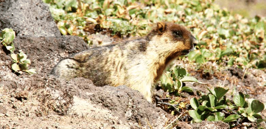Marmota Camtschatica: Características, Nome Científico e Fotos
