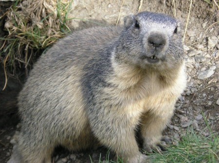 Reprodução da Marmota: Filhotes e Período de Gestação