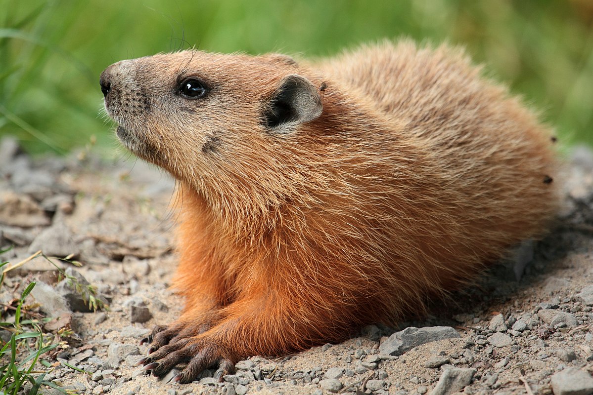 Lista Com Os Tipos E Espécies De Marmotas Com Nomes E Fotos