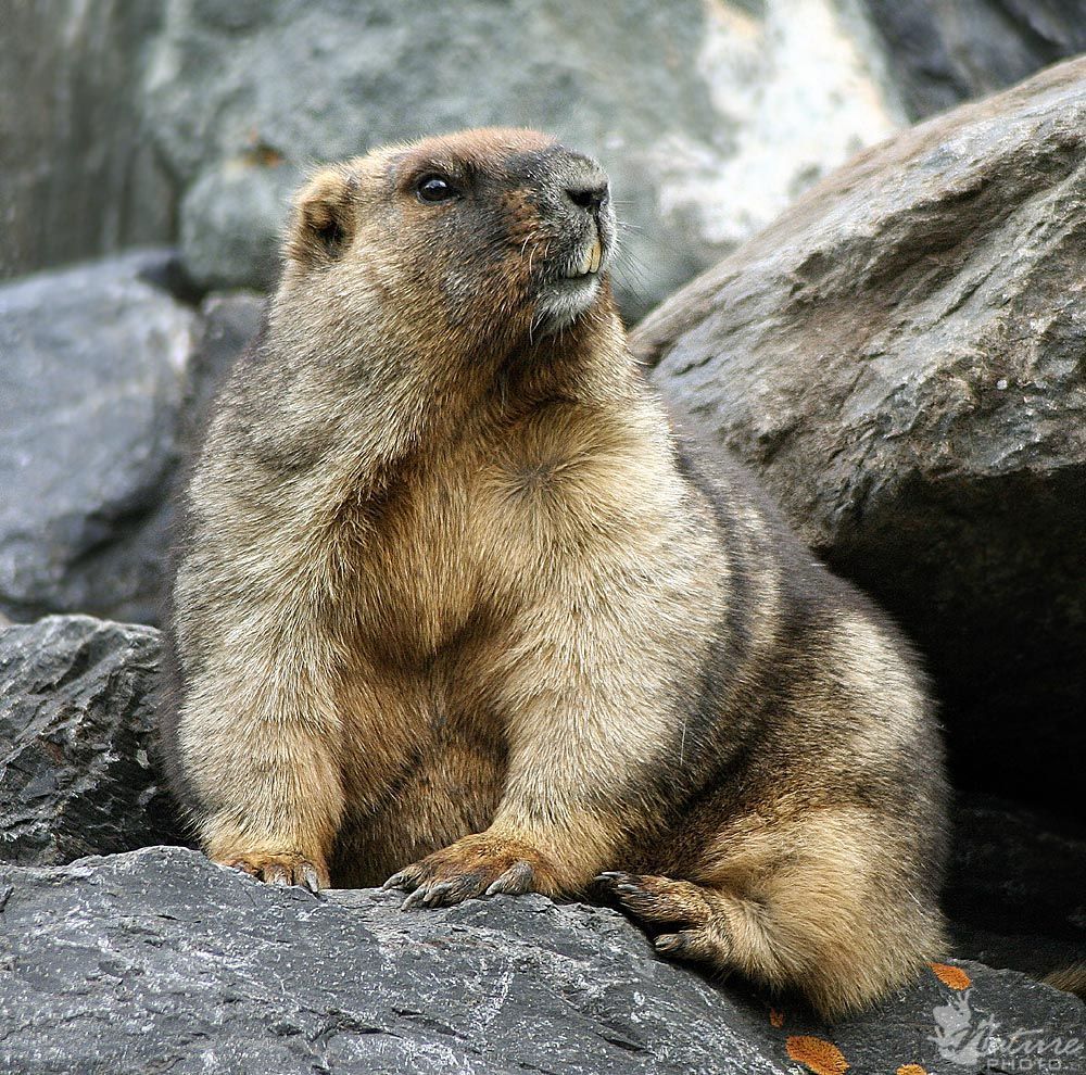 Marmota Olympus Ou Olímpica: Características E Fotos