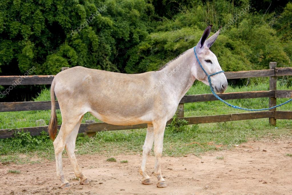 Mula Curiosidades e Fatos Interessantes Sobre o Animal