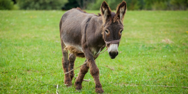 Comportamento do Burro, Hábitos e Modo de Vida do Animal