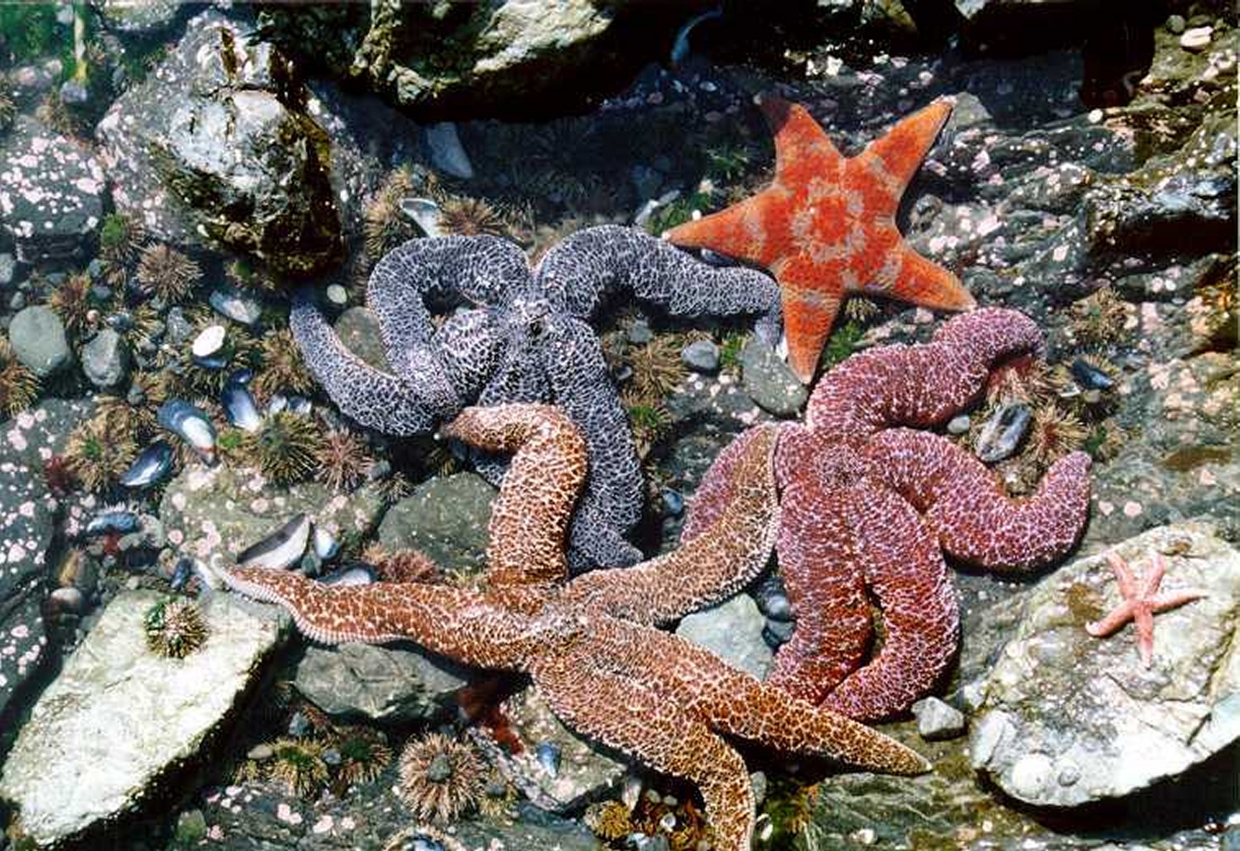 Ofiuros Comum: Características, Nome Cientifico e Fotos