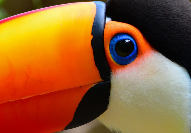 Olho do Tucano