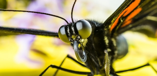 Onde Estão os Olhos das Borboletas? Quantos Olhos Tem?