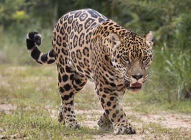Qual o Nicho Ecológico da Onça-Pintada?