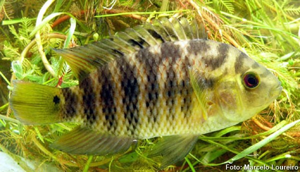 Peixe Acará-Cascudo: Caracteristicas, Como Cuidar e Fotos