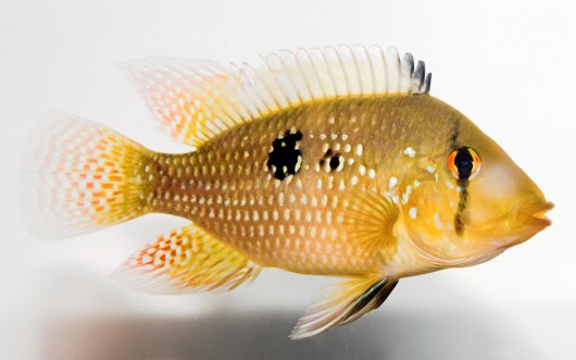Reprodução do Peixe Acará: Filhotes e Período de Gestação