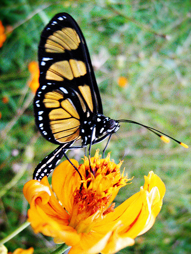 Porque a Borboleta Pousa na Flor? Como Ela Poliniza?