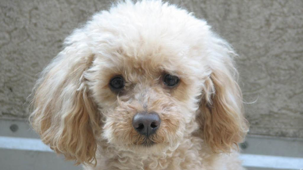 Como Cuidar De Um Poodle Filhote: Cuidados E Doenças