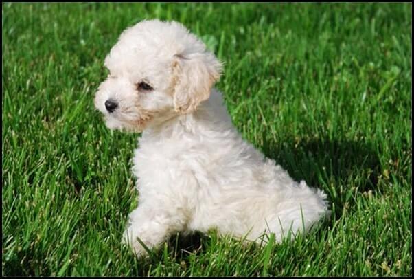 O Que Que É Poodle Toy? Qual O Menor Poodle Existente?