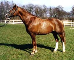 Raça de Cavalo Frederiksborg: Características, Fotos e História