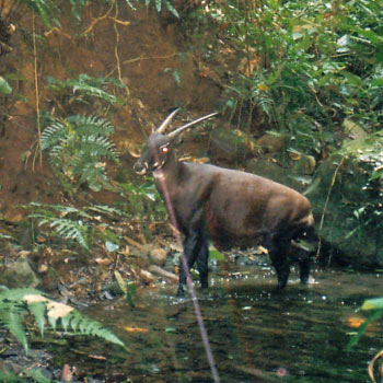 Tudo Sobre o Saola: Características, Nome Cientifico e Fotos