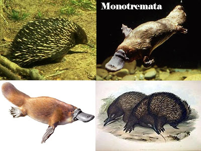 O Que São Seres Monotremados? Quais Exemplos?