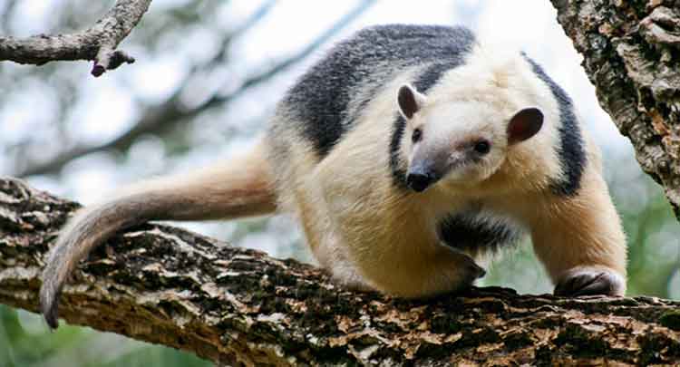 Por que o Tamandua Mirim Está em Extinção? Qual o Risco?