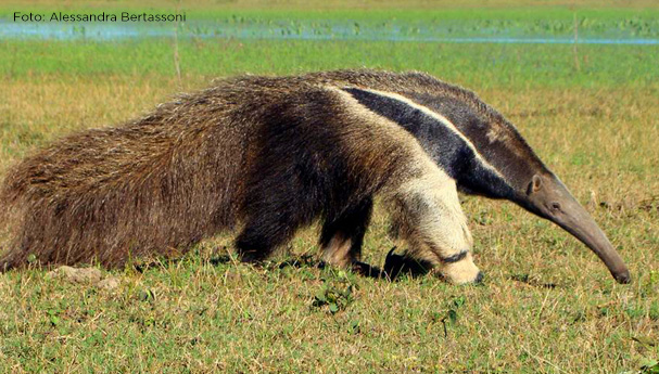 Historia do Tamanduá e Origem do Animal