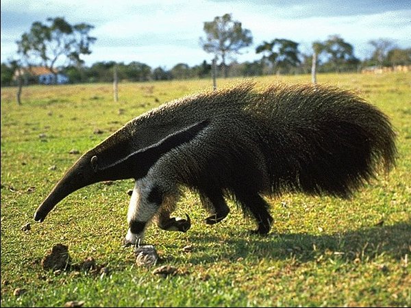 Tamanduá Bandeira: Como se Locomove? Sistema Locomotor