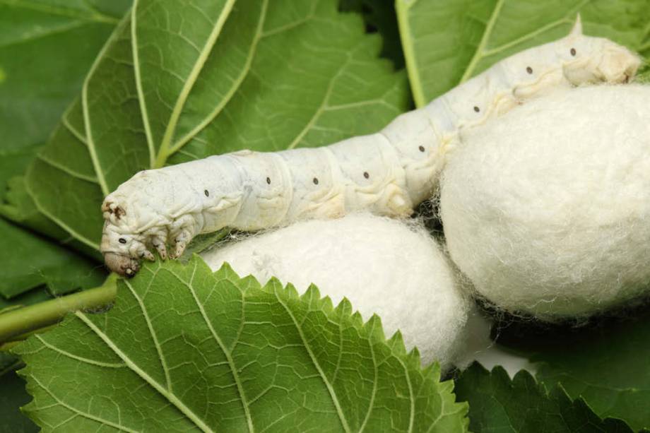 Qual o Nome do Bicho-da-Seda? Como é Feito o Tecido de Seda?