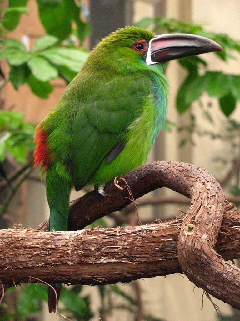 Toucanet-Amarela: Características, Nome Cientifico e Fotos