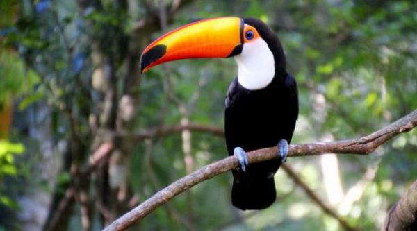 Tudo Sobre O Tucano – Características, Nome Científico E Fotos!