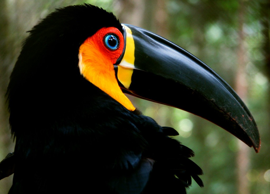 O Que Significa Ver Um Tucano? O Que Eles Representam?