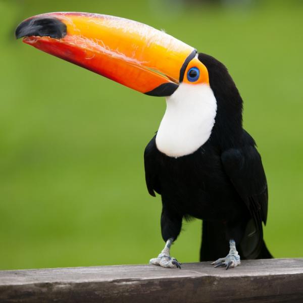 Alimentação do Tucano: O Que Eles Comem?