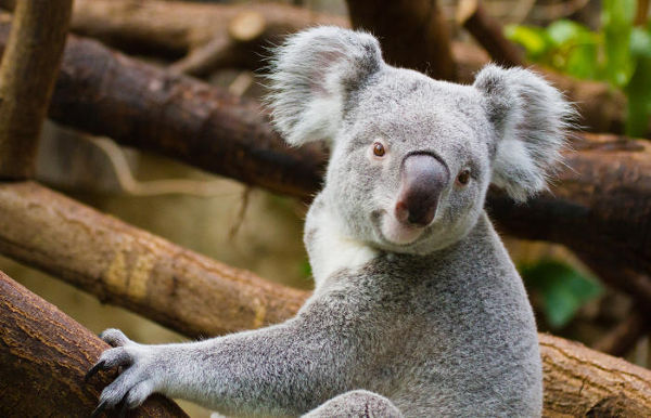 Qual é o Tempo de Vida do Coala? Quanto Tempo Eles Vivem?