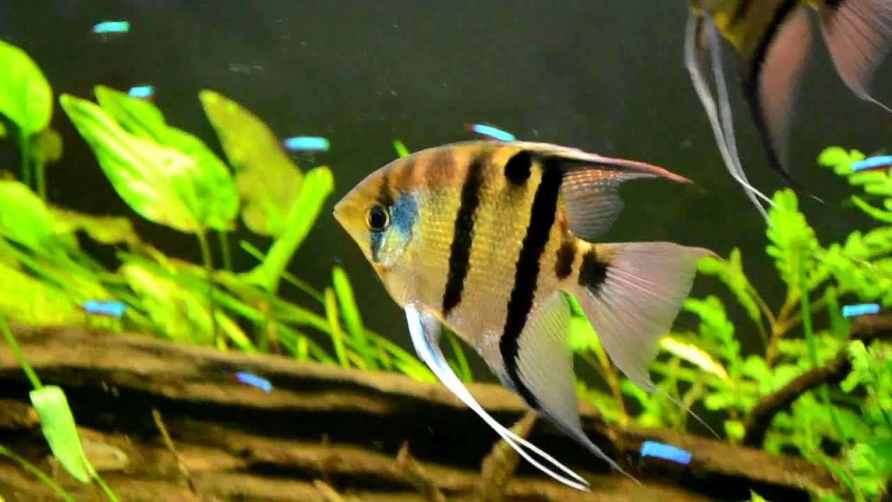 Peixe Acará-Anão: Características, Como Cuidar e Fotos