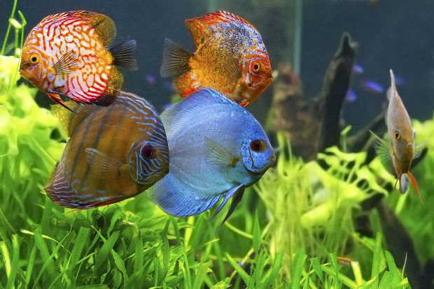 Lista De Tipos E Espécies De Peixe Acara Com Nome E Fotos
