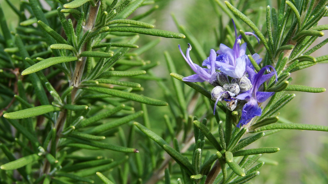 Quais Plantas Atraem Boas Energias?